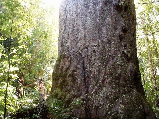 【コロナ禍以降催行中止】森の神・森の父・カウリの巨木たち ワイポウアツアー