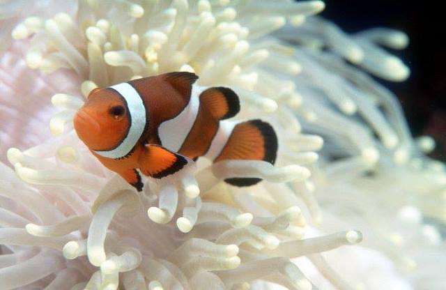 サンフランシスコ発 絶景モントレー・カーメル・セブンティーンマイルドライブ+モントレー ベイ水族館入場料付き
