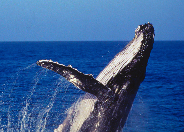 シドニー クジラウォッチングクルーズ 99%の遭遇率！ [午前または午後 