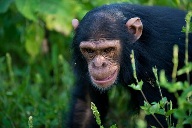 野生のチンパンジーに会いに行く！大自然満喫4泊5日ウガンダサファリツアー【エンテベ空港発着】