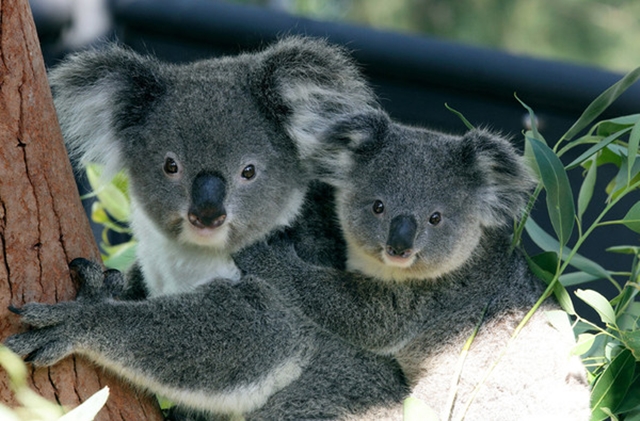 シドニーを代表する動物園 タロンガズー|ホットホリデー