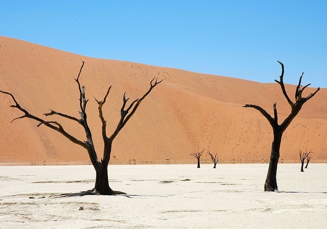 ナミブ 砂漠