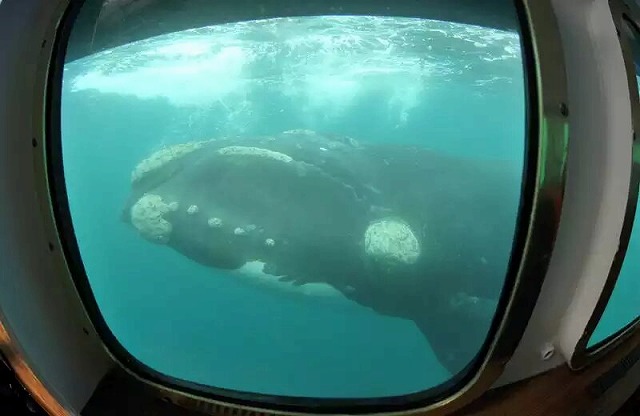 潜水艦で行くクジラウォッチング プエルトマドリン発 英語ガイド ホットホリデー