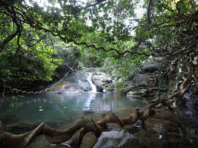 奄美大島の大自然を楽しむ！神秘の森・癒しの滝ツアー【奄美大島】