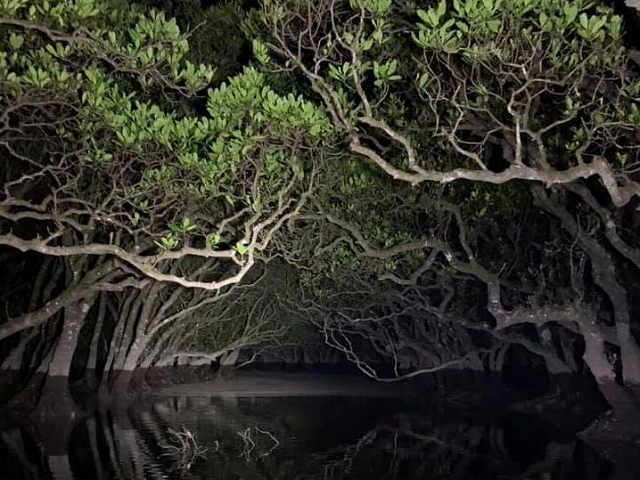 カヌーツーリングで神秘的な夜のマングローブを探検！【奄美大島住用町】