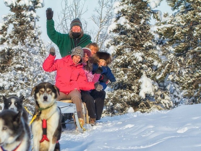 犬とのふれあいと特殊な犬ぞりを楽しむ！ハスキーラッシュ半日ツアー【英語ガイド/ 午前または午後/ 期間限定8月末～3月下旬】