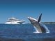 6月～10月期間限定！イルカとクジラに会えるモートン島・タンガルーマ・ホエールウォッチングクルーズ【ブリスベン港発着/イルカの餌付けプランあり】