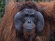 オランウータン＆ダヤク族の村めぐりクルーズ2泊3日！自然と文化を満喫【イスカンダル空港発着/ クルーズ泊＋全食事＋英語ガイド】