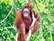 オランウータン&ダヤク族の村めぐりクルーズ3泊4日!自然と文化を満喫【イスカンダル空港発着/ クルーズ泊+全食事+英語ガイド】
