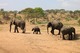 ケニア＆タンザニアの世界遺産・国立公園 6泊7日縦断の旅－マサイマラ国立保護区・ナクル湖国立公園・セレンゲティ国立公園・ンゴロンゴロ自然保護区【英語ドライバーガイド/ 日本語ガイドの追加可能】