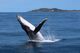 6月～10月期間限定！イルカとクジラに会えるモートン島・タンガルーマ・ホエールウォッチングクルーズ【ゴールドコースト送迎付き/イルカの餌付けプランあり】