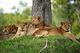 動物たちがすぐそこに！サーダニ国立公園近くのBABS' CAMPに泊まる2泊3日【ザンジバル発着フライト / 宿泊 2泊 / ゲームサファリ / 全食事付き】