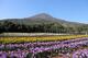 八丈島 エコツアーコース（1日・半日）【東京都八丈島】