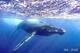 日帰りでザトウクジラと泳ぐ！奄美ホエールスイムツアー【奄美大島瀬戸内町/ 2月12日～2月21日限定】