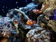 シュノーケル体験！クマノミなどカラフルな魚たちと一緒に水中散歩【徳之島】