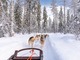 雪景色のフィンランドの森中を駆け抜ける！犬ぞりツアー【英語ガイド/ 午前】