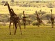 セレンゲティ国立公園・ンゴロンゴロ自然保護区・タランギーレ国立公園 4泊5日サファリ【キリマンジャロ空発アルーシャ終了/ 英語ドライバーガイド/ 4スター泊】