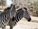 タンザニアのサファリとビーチを弾丸体験！タランギーレ国立公園＆ザンジバル島4泊5日【キリマンジャロ空港発、ザンジバル空港終了/スタンダードロッジ＆キャンプ泊】
